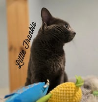Little Frankie - Photo 3