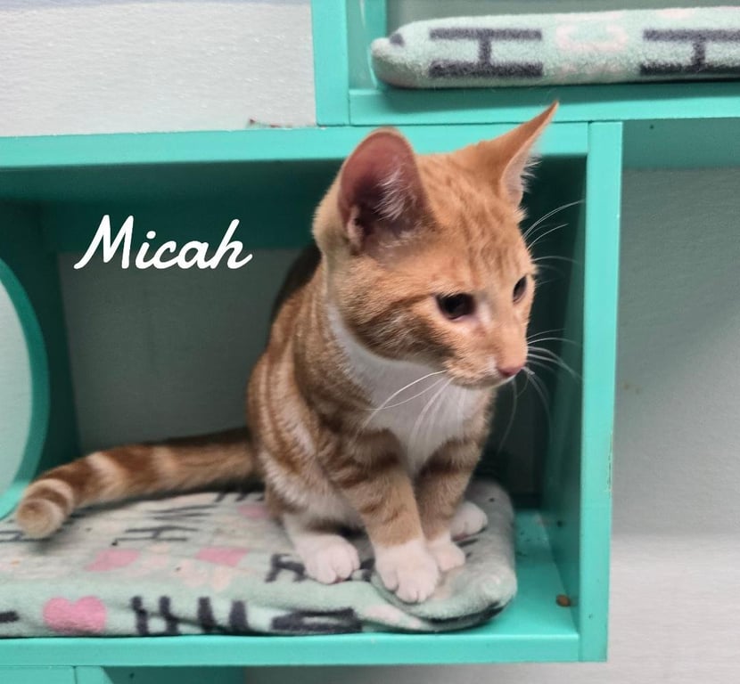 Micah2026 Image