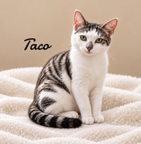 Toco - Photo 1