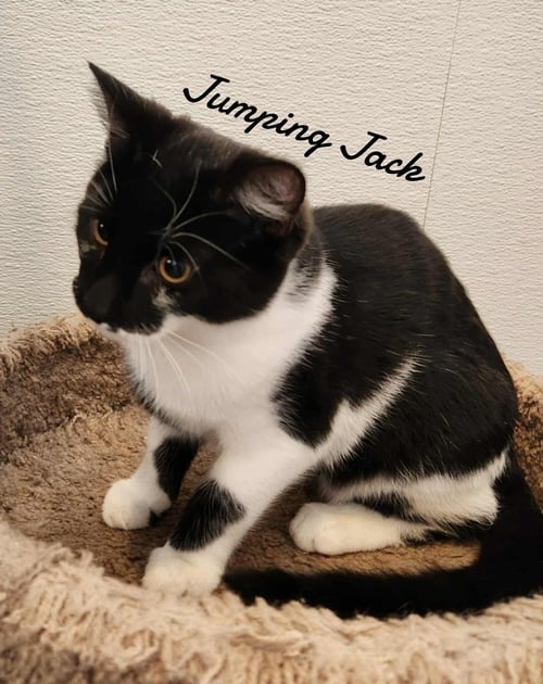 JUMPING JACK - Domestic Short Hair available for adoption