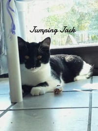 Jumping Jack - Photo 3