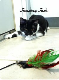 Jumping Jack - Photo 1
