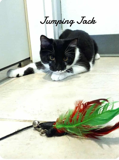 JUMPING JACK - Domestic Short Hair available for adoption