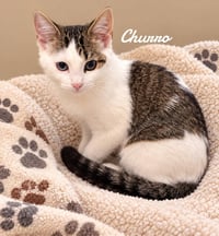 Churro - Photo 1
