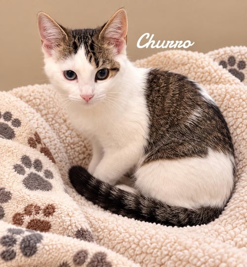 CHURRO - Domestic Short Hair available for adoption
