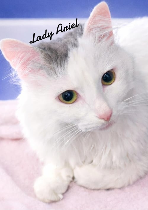 LADY ARIEL - Domestic Long Hair available for adoption
