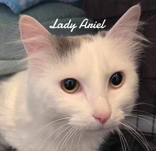 LADY ARIEL - Domestic Long Hair available for adoption