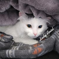Lady Ariel - Photo 3