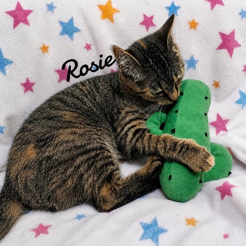 ROSIE - Domestic Short Hair available for adoption