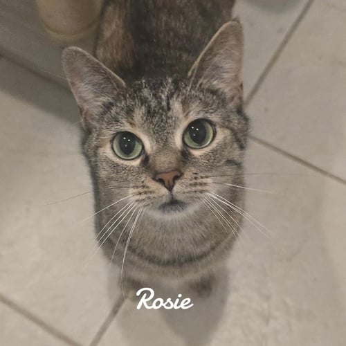 ROSIE - Domestic Short Hair available for adoption
