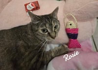 Rosie - Photo 3