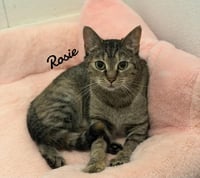 Rosie - Photo 4