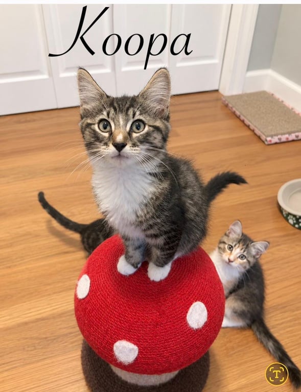 Koopa Image