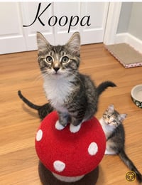 Koopa - Photo 1