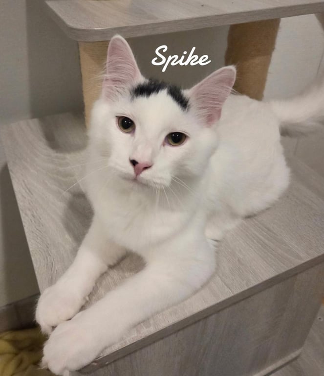Spike Image
