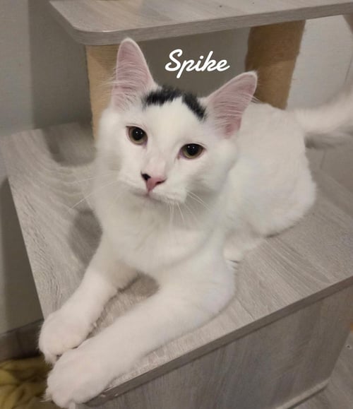 SPIKE - Domestic Long Hair available for adoption