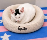 Spike - Photo 1