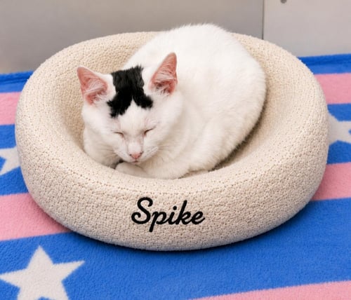 SPIKE - Domestic Long Hair available for adoption