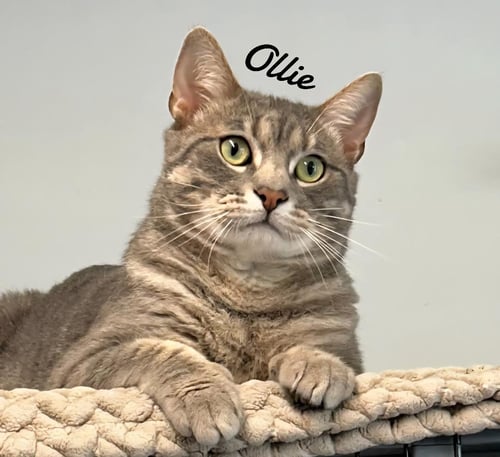 OLLIE - Domestic Short Hair available for adoption