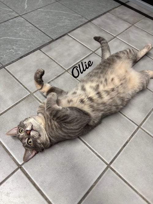 OLLIE - Domestic Short Hair available for adoption