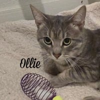 Ollie - Photo 3