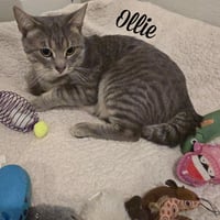 Ollie - Photo 4