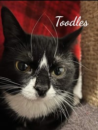 Toodles & Tinker bell - Photo 3