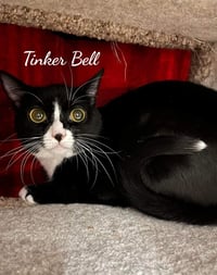 Toodles & Tinker bell - Photo 7