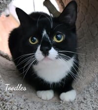 Toodles & Tinker bell - Photo 4
