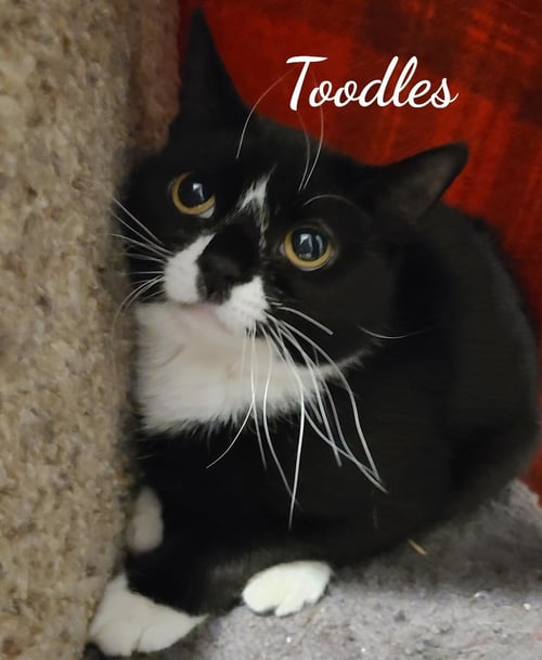 TOODLES & TINKER BELL - Domestic Short Hair available for adoption