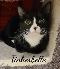 Toodles & Tinker bell - Photo 2