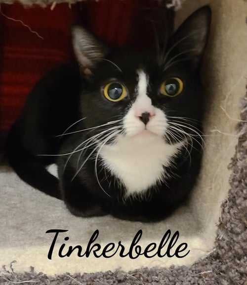 TOODLES & TINKER BELL - Domestic Short Hair available for adoption