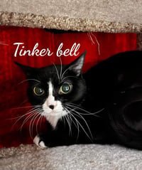 Toodles & Tinker bell - Photo 6
