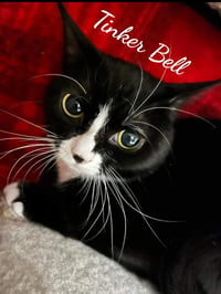 Toodles & Tinker bell - Photo 5