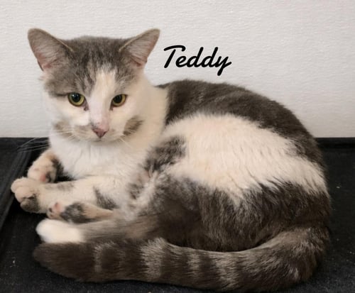 TEDDY - Domestic Short Hair available for adoption