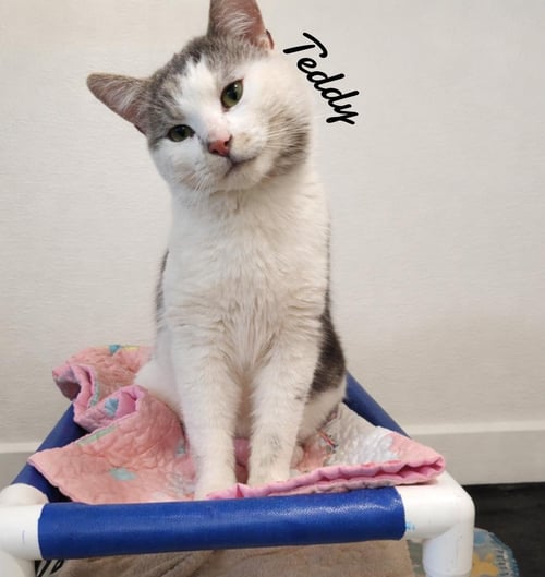 TEDDY - Domestic Short Hair available for adoption