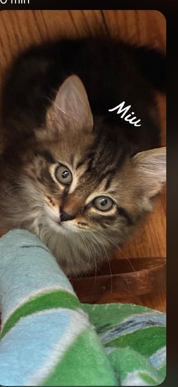 Miu Image