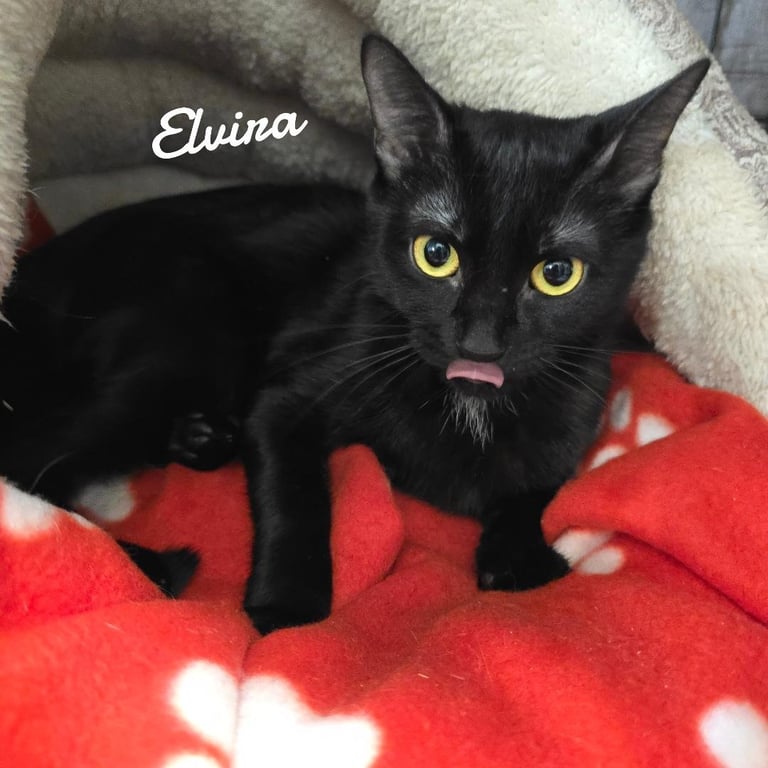 Elvira Image