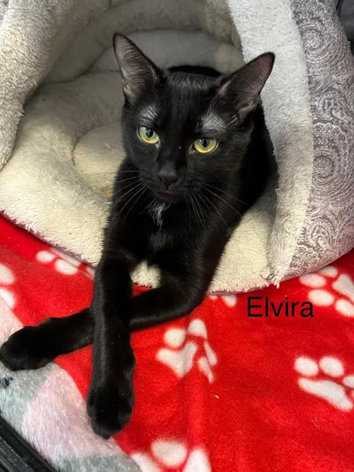ELVIRA - Domestic Short Hair available for adoption