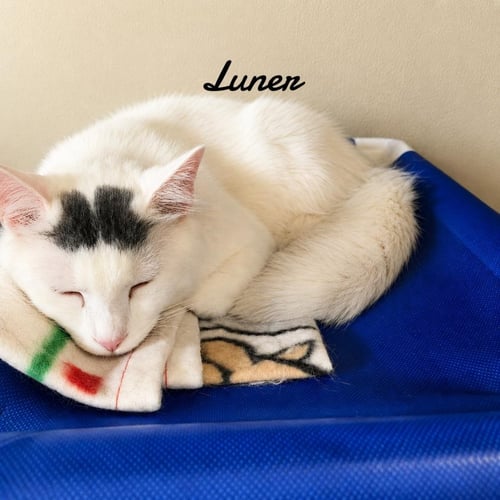 LUNER - Domestic Medium Hair available for adoption