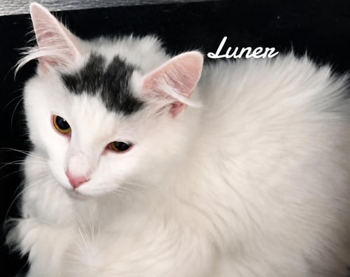 LUNER - Domestic Medium Hair available for adoption