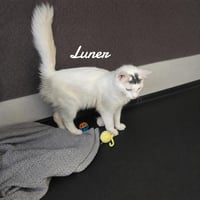 Luner - Photo 3