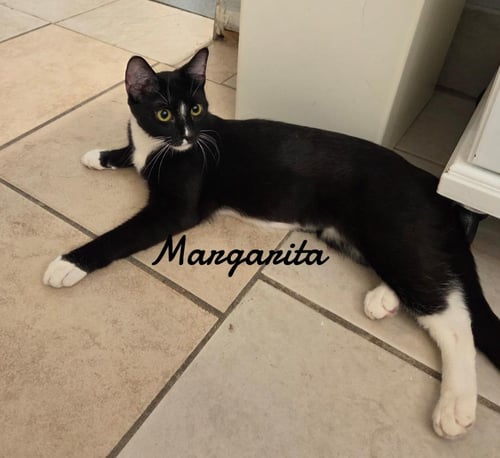 MARGARITA - Domestic Short Hair available for adoption