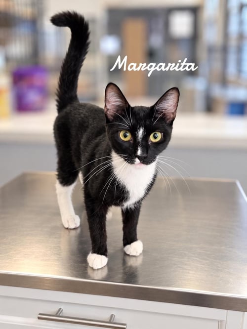MARGARITA - Domestic Short Hair available for adoption