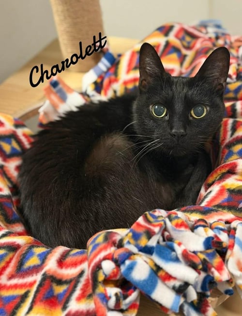 CHAROLETT - Domestic Short Hair available for adoption