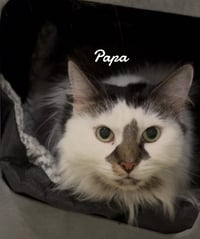 Papa - Photo 2