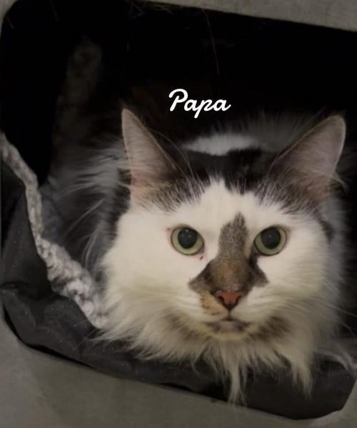 PAPA - Domestic Long Hair available for adoption
