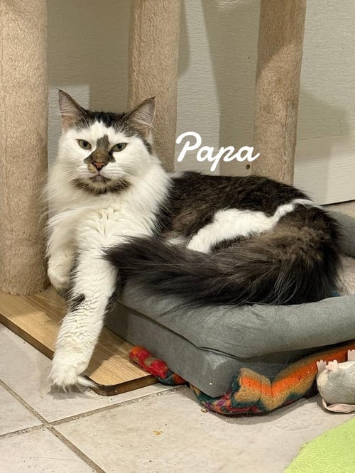 PAPA - Domestic Long Hair available for adoption