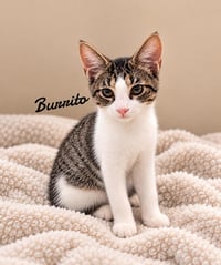 Burrito - Photo 1