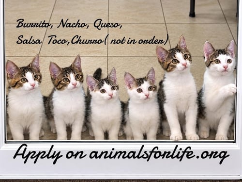 BURRITO - Domestic Short Hair available for adoption